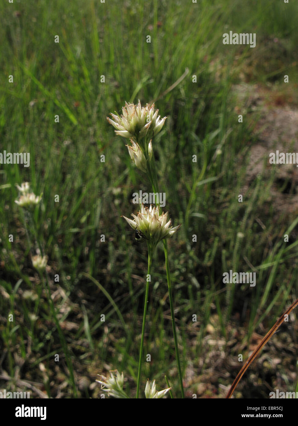 white beak-sedge (Rhynchospora alba), blooming, Germany, North Rhine-Westphalia, Wahner Heide Stock Photo