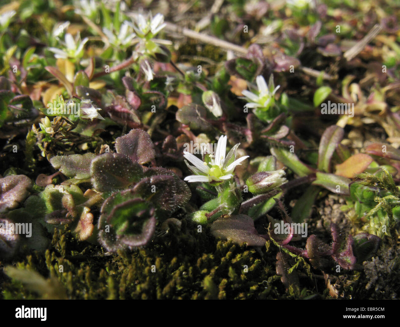 Little mouse-ear, Five-stamen mouse-ear chickweed (Cerastium semidecandrum), blooming on industrial derelict land with moss an Veronica, Germany, Lower Saxony Stock Photo