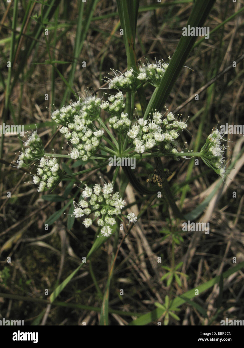 cambridge milkparsley (Selinum carvifolia), inflorescence, Germany