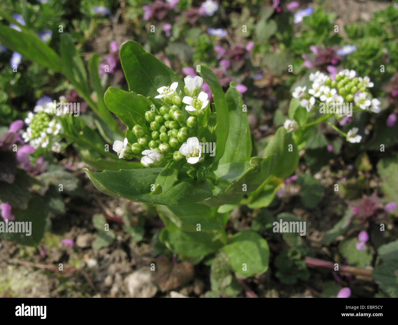 field pennycress, pennycress (Thlaspi arvense), blooming, Germany