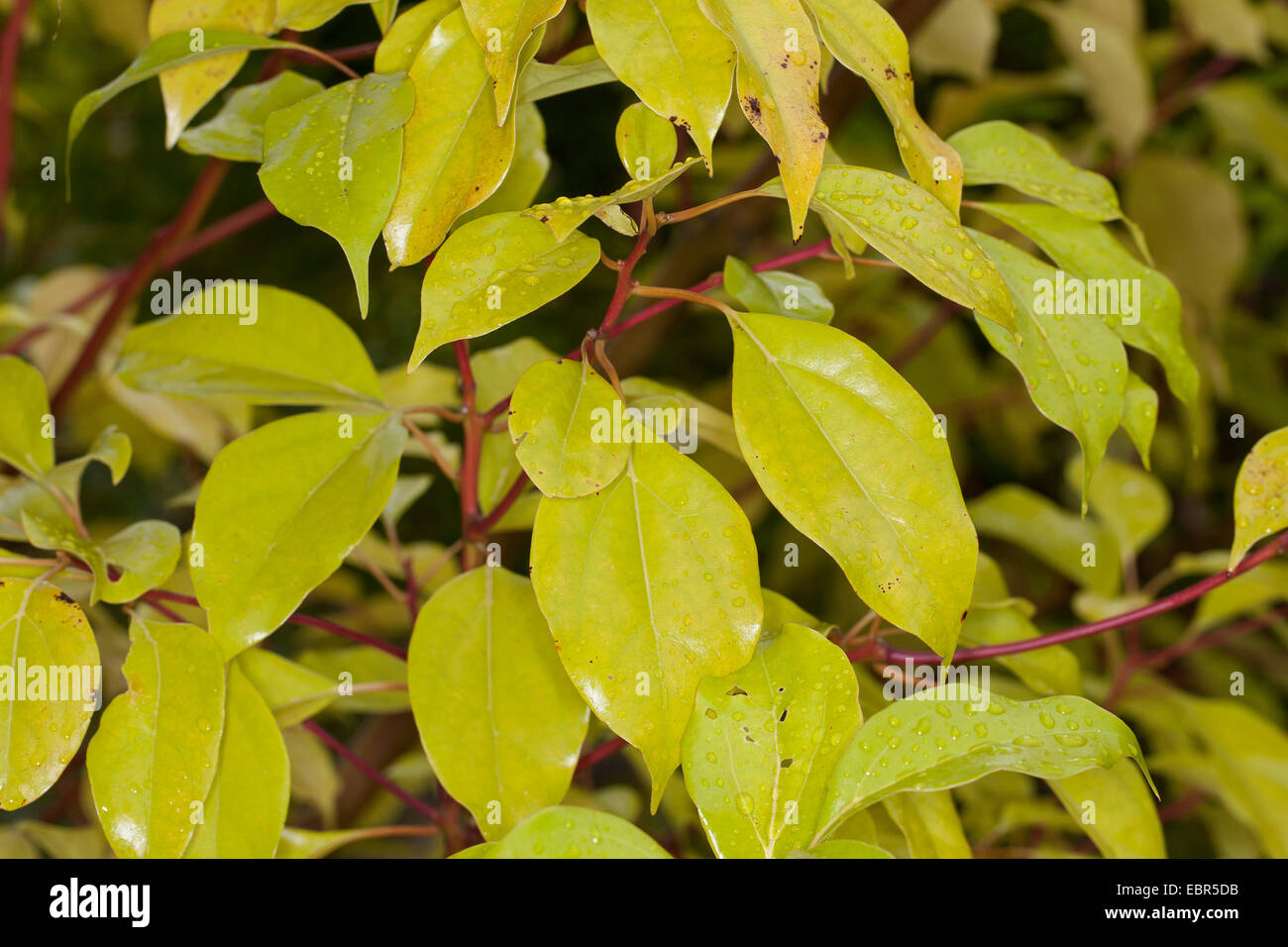 Camphor tree, Camphorwood, camphor laurel, camphor (Cinnamomum camphora