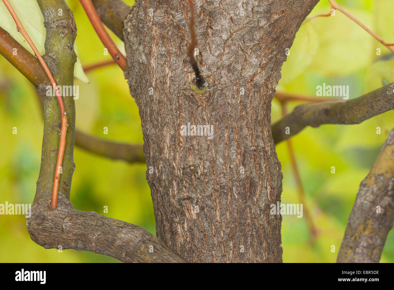 Camphor tree, Camphorwood, camphor laurel, camphor (Cinnamomum camphora), trunk Stock Photo