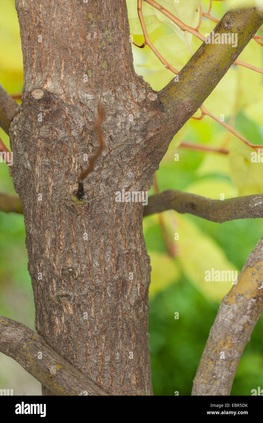 Camphor tree, Camphorwood, camphor laurel, camphor (Cinnamomum camphora), trunk Stock Photo