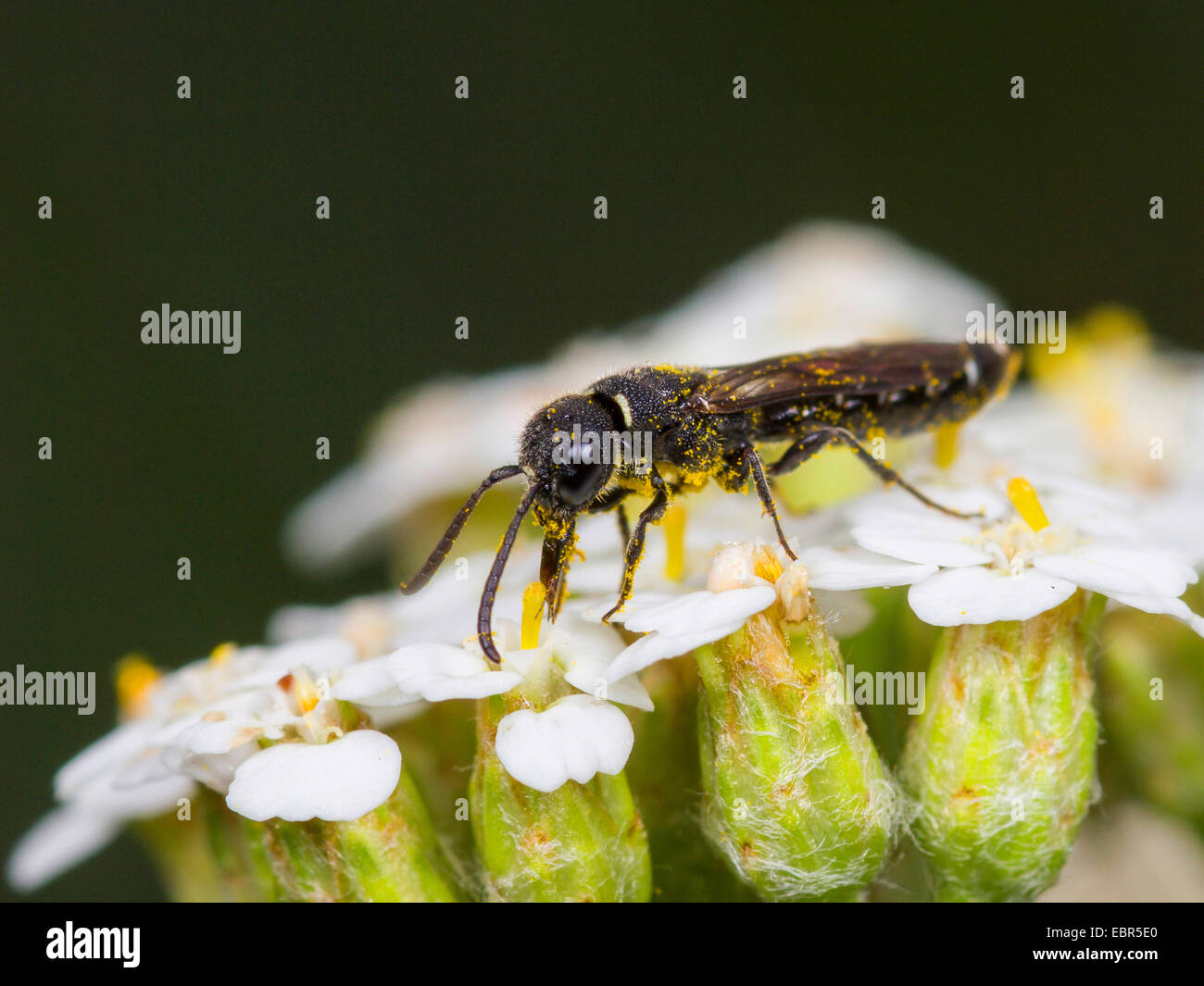 Club-horned wasp (Sapygina decemguttata), female foraging on common yarrow (Achillea millefolium), Germany Stock Photo