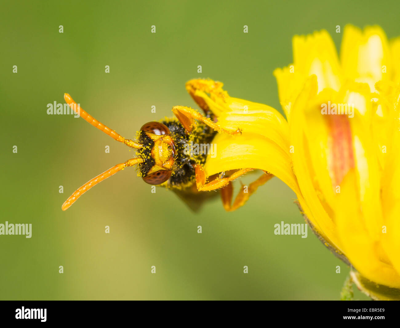 Cuckoo bee (Nomada fucata), male foraging on hawksbeard (Crepis spec.), Germany Stock Photo