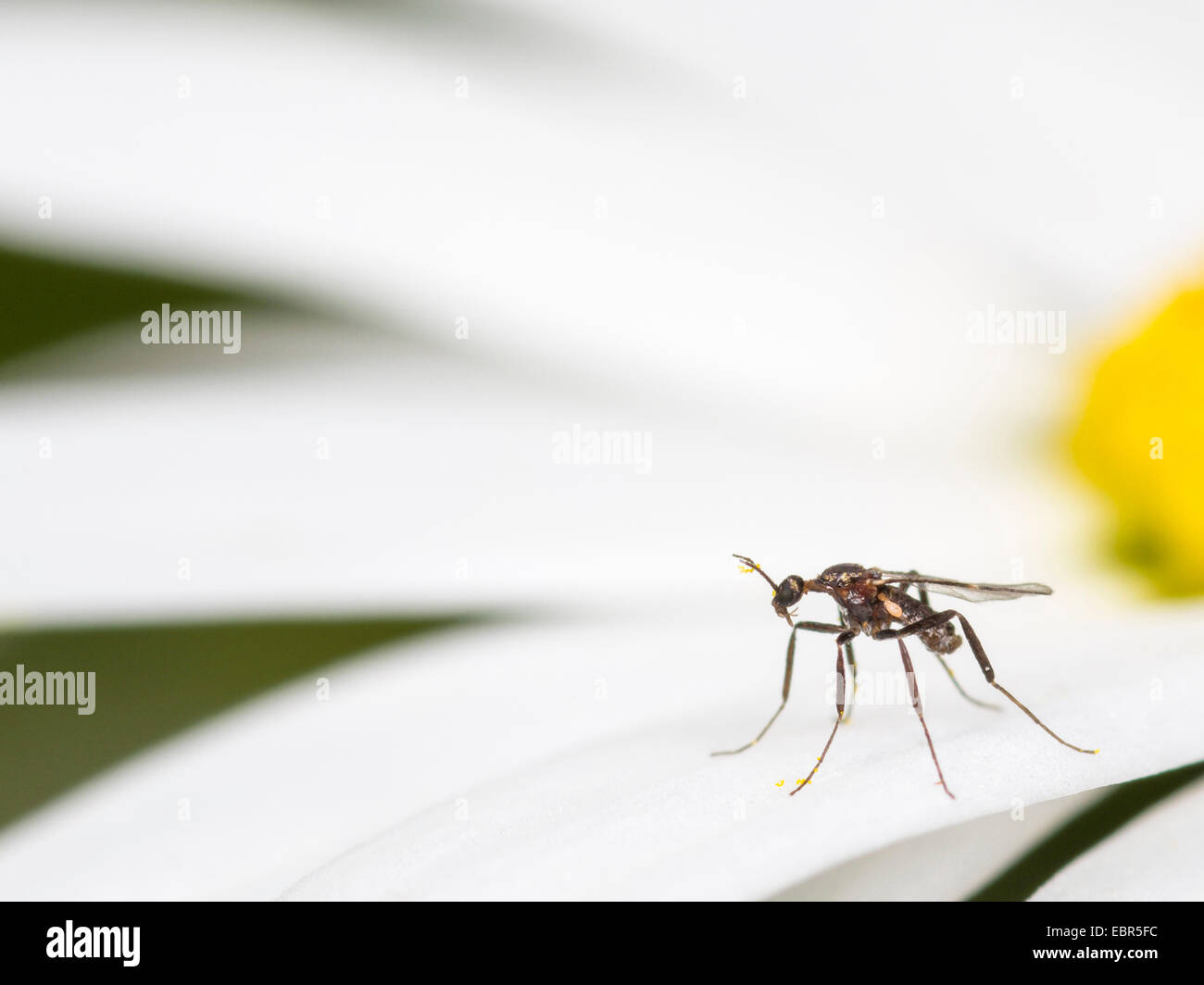 darkwinged fungus gnats, root gnats (Bradysia spec.), female sitting