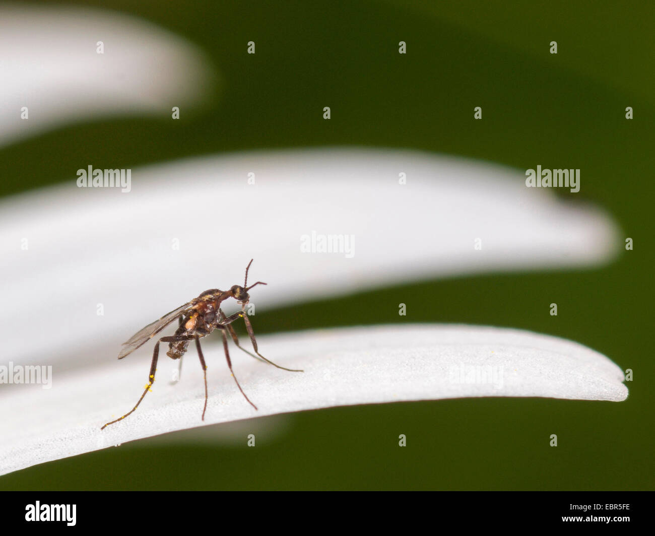 gnats on flowers