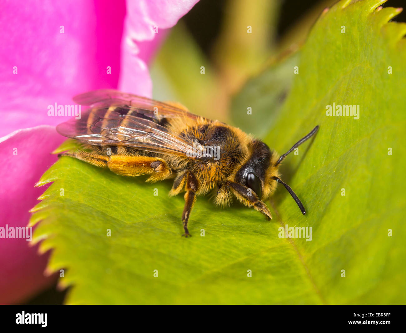 Yellow-legged Mining-bee (Andrena flavipes), female sitting on a rose leaf beside a rose flower, Germany Stock Photo