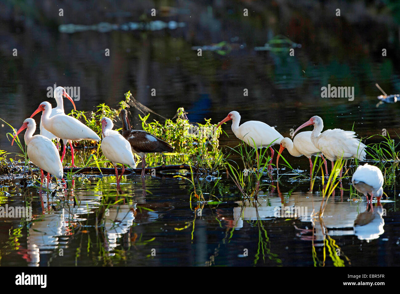 white ibis (Eudocimus albus), searching food in shallow water, Costa Rica, Jaco Stock Photo