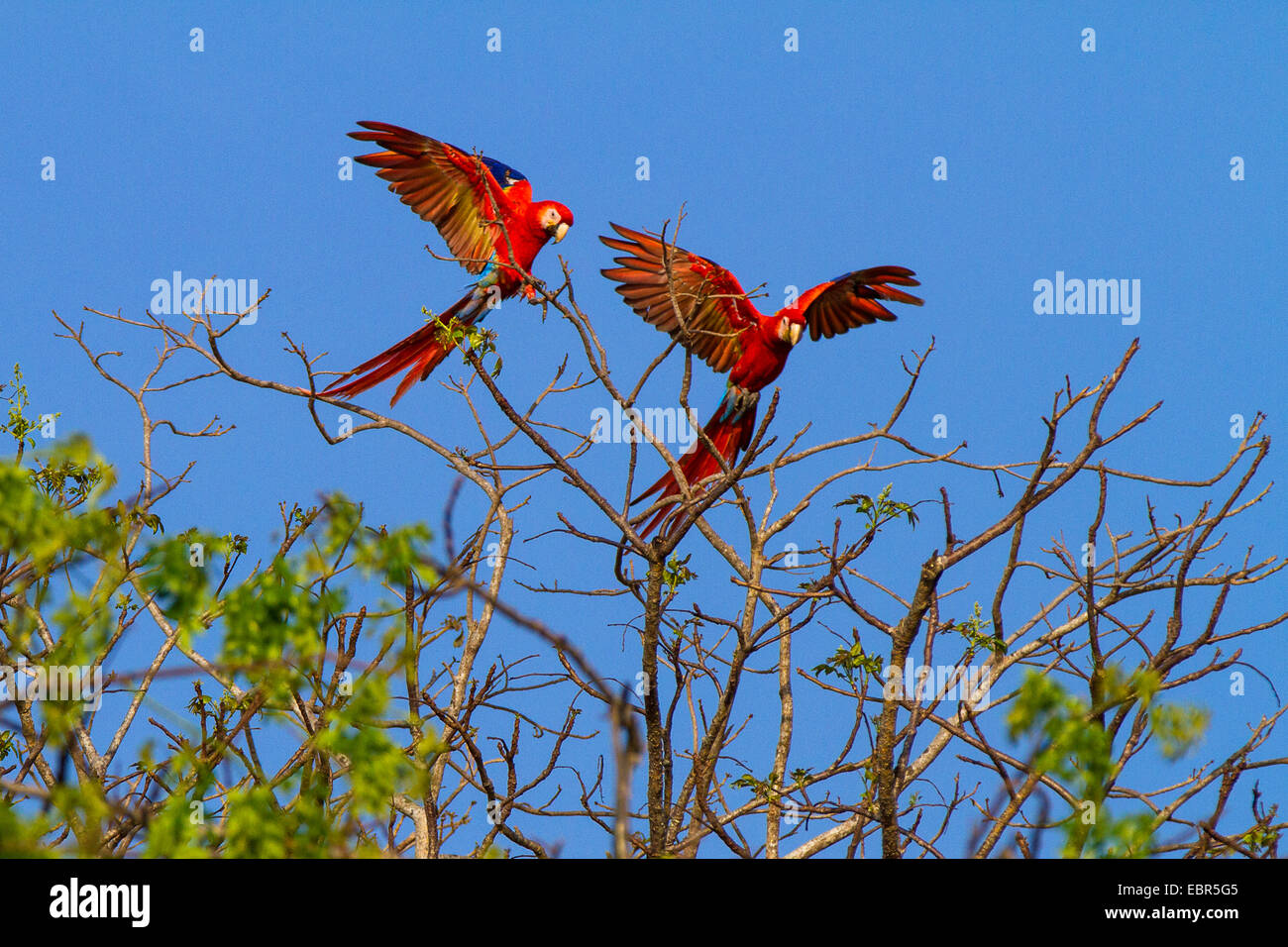 scarlet macaw (Ara macao), two birds landing on a tree top, Costa Rica Stock Photo