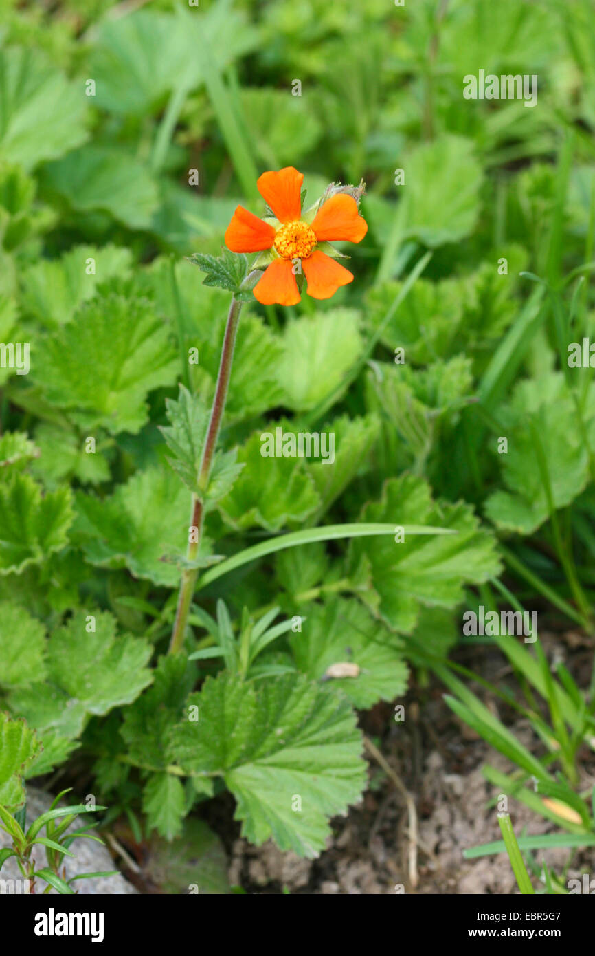scarlet avens (Geum coccineum), blooming Stock Photo