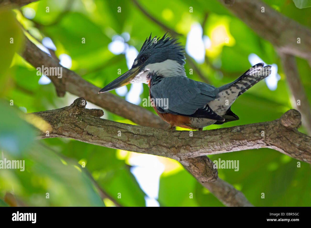 ringed kingfisher (Megaceryle torquata), sitting on a branch in a leaved tree, Costa Rica Stock Photo