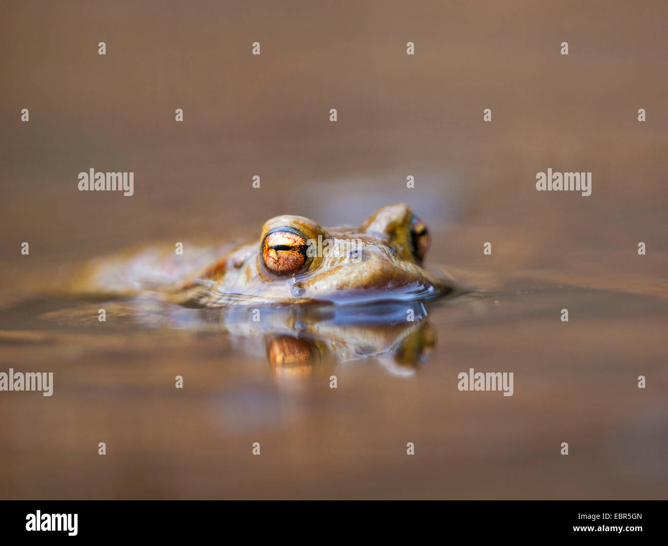 European common toad (Bufo bufo), on the surface of the water, Germany Stock Photo