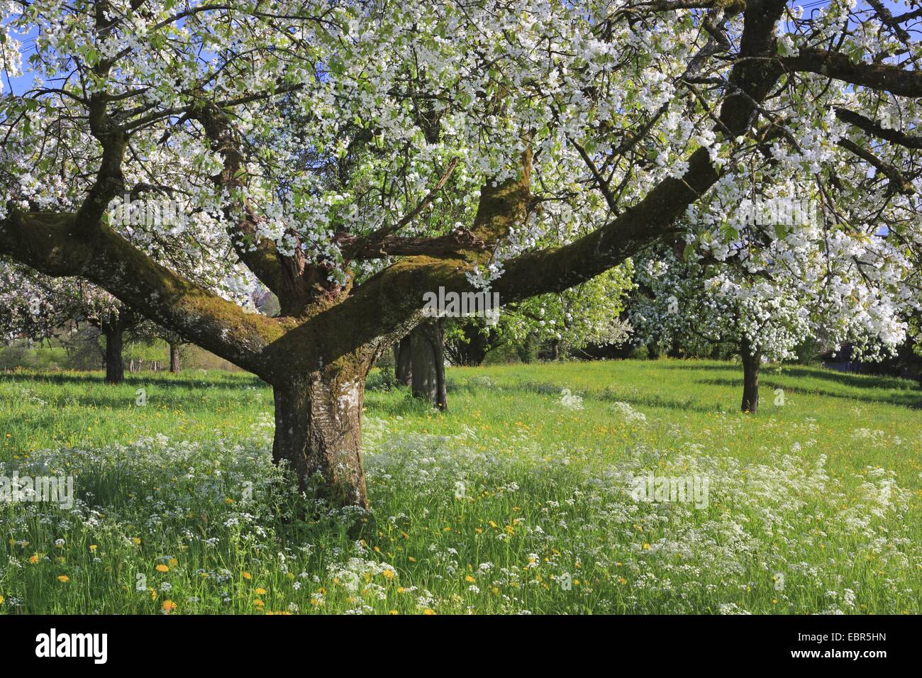 Flowering trees in a meadow hi-res stock photography and images - Alamy
