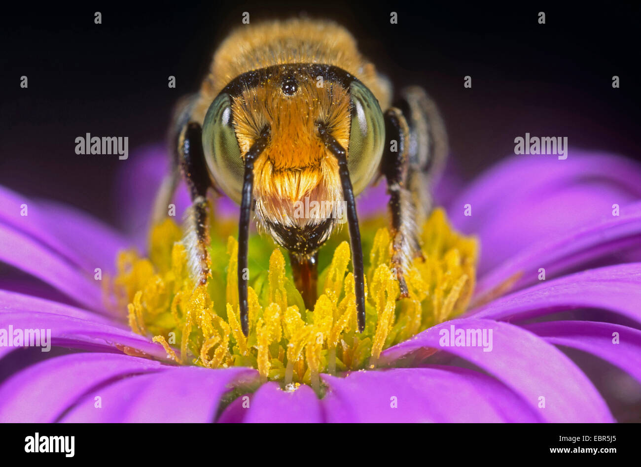 Megachile pilidens (Megachile pilidens), male on an aster flower sucking nectar, Germany Stock Photo
