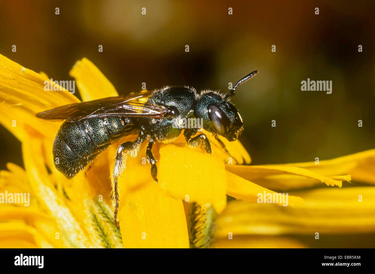 Carpenter bee (Ceratina chalybea), female sitting on wall hawkweed (Hieracium murorum), Germany Stock Photo