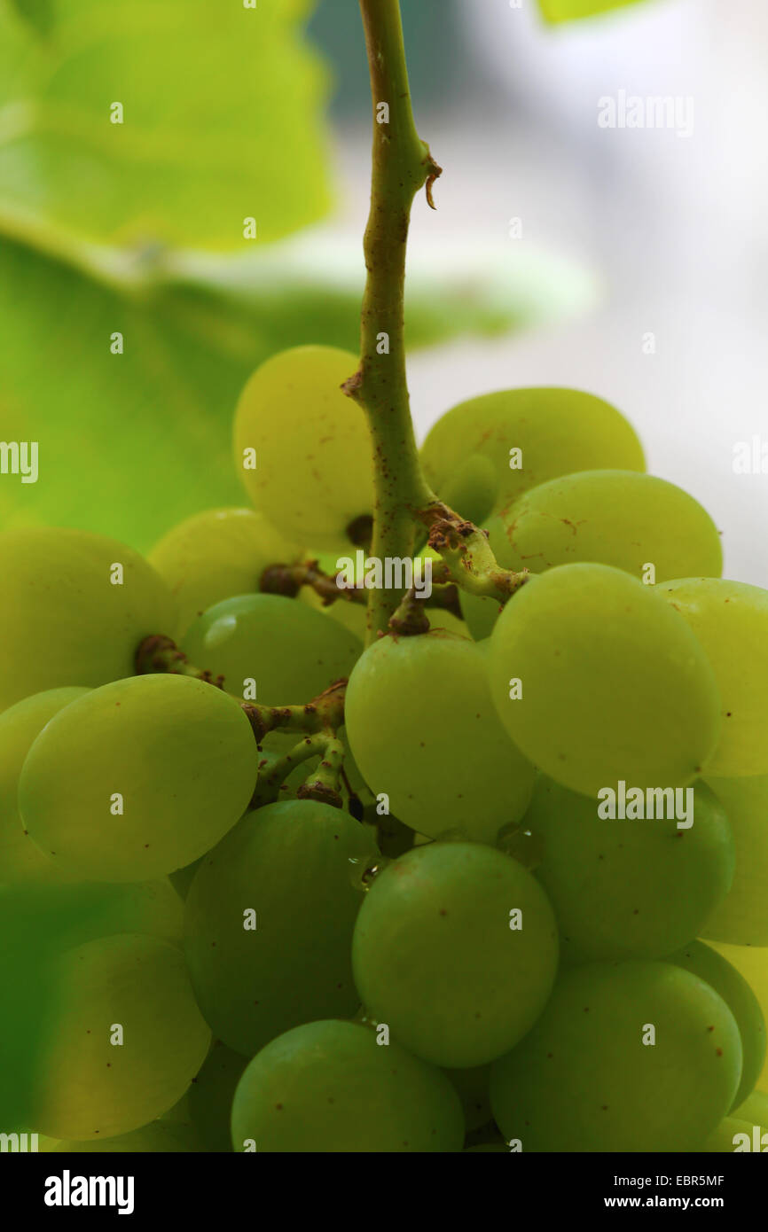 grapes and green leaves of vine Stock Photo - Alamy