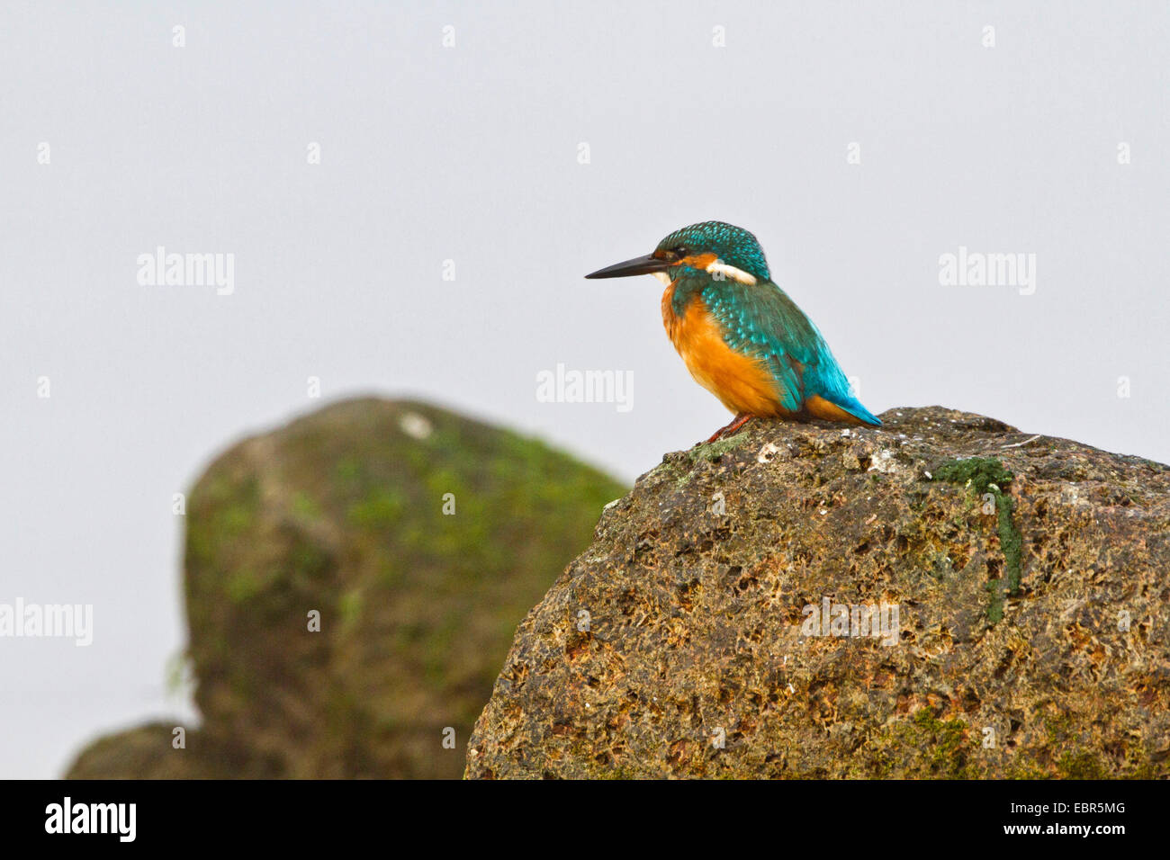 river kingfisher (Alcedo atthis), male sitting on a stone, Germany Stock Photo