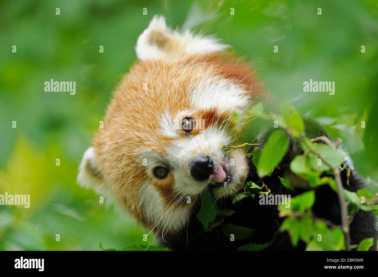 Giant red panda hi-res stock photography and images - Alamy