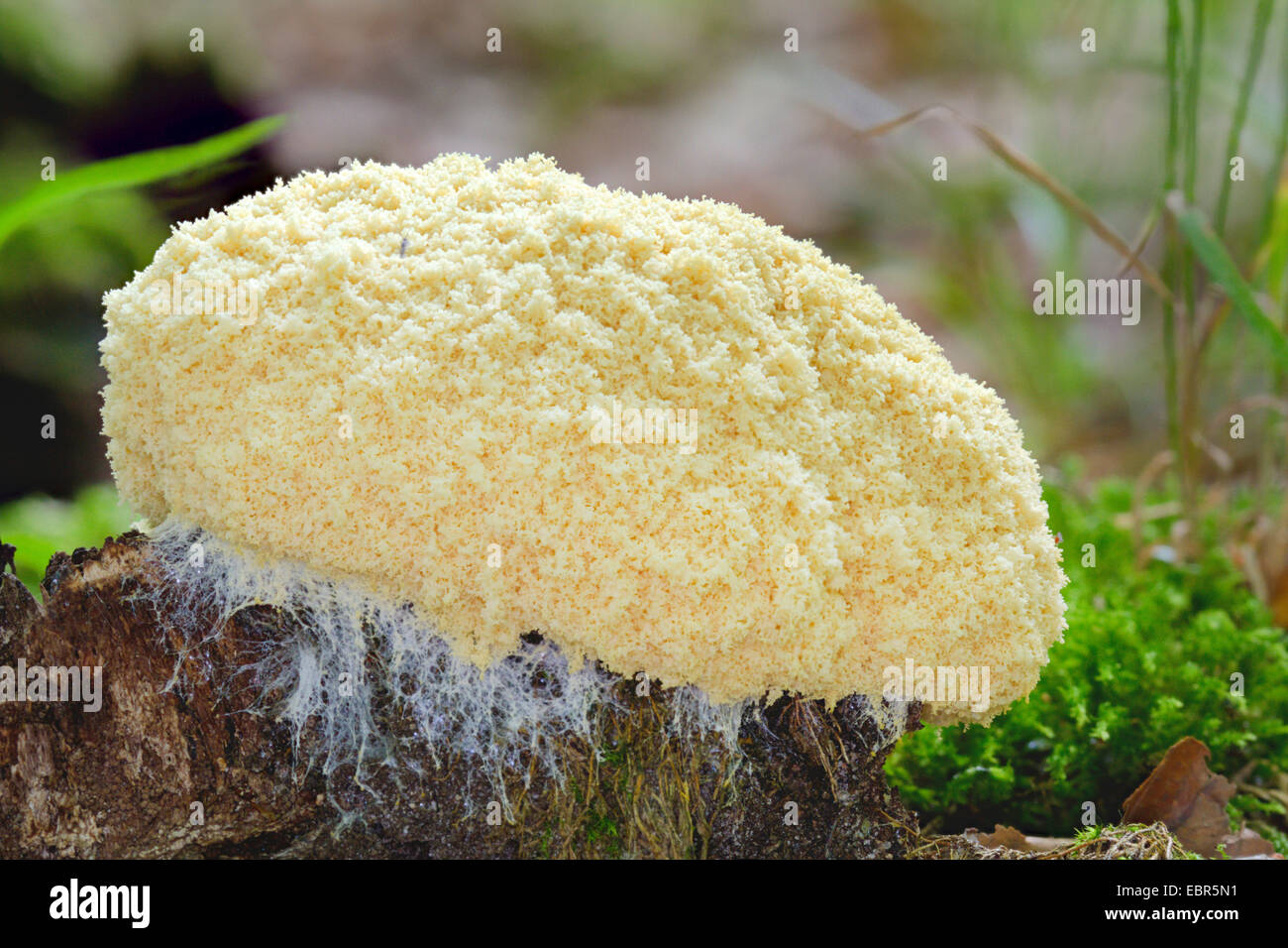 Dog vomit slime mold, Scrambled egg slime (Fuligo septica), on deadwood, Germany Stock Photo