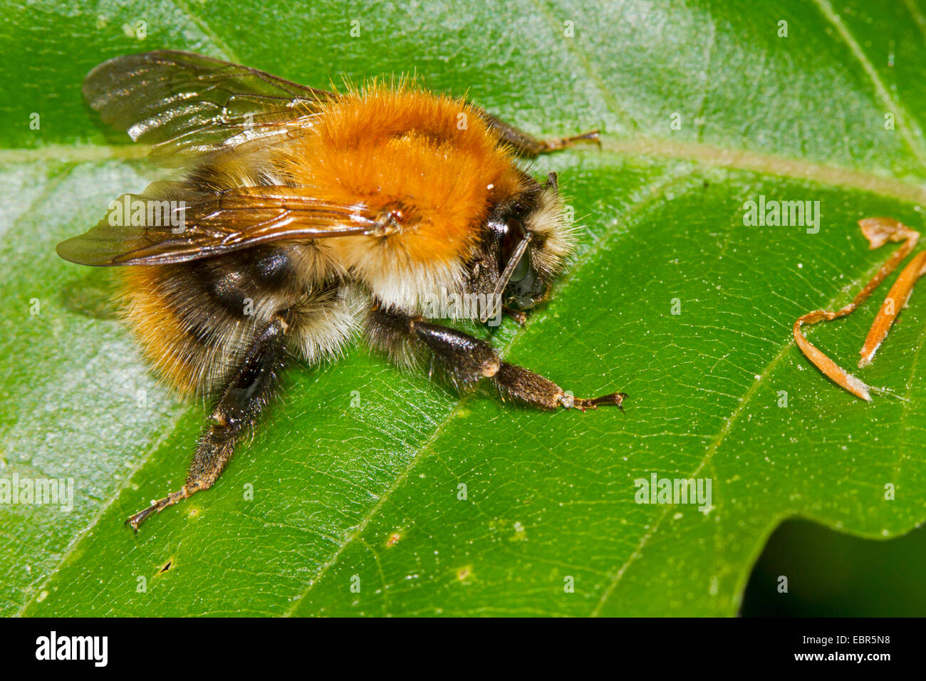 carder bee, common carder bee (Bombus pascuorum, Bombus agrorum), resting on a leaf, Germany Stock Photo