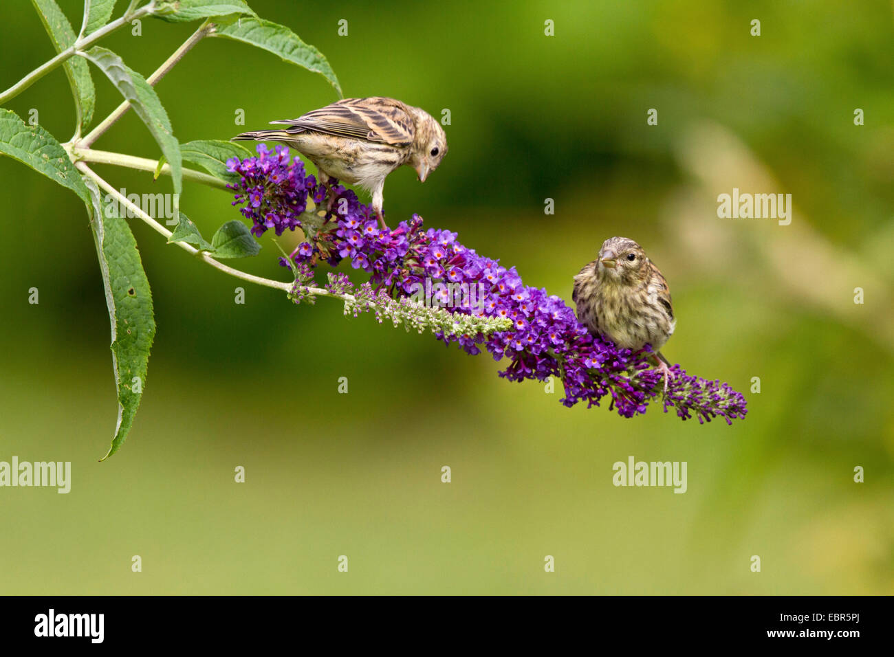 European serin (Serinus serinus), two young birds sitting on a blooming twig of a summer lilac, Germany Stock Photo