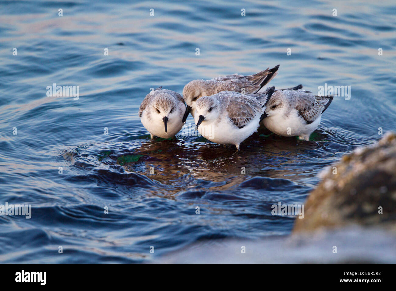 sanderling (Calidris alba), sanderlings on a stone in the Baltic Sea, Germany Stock Photo