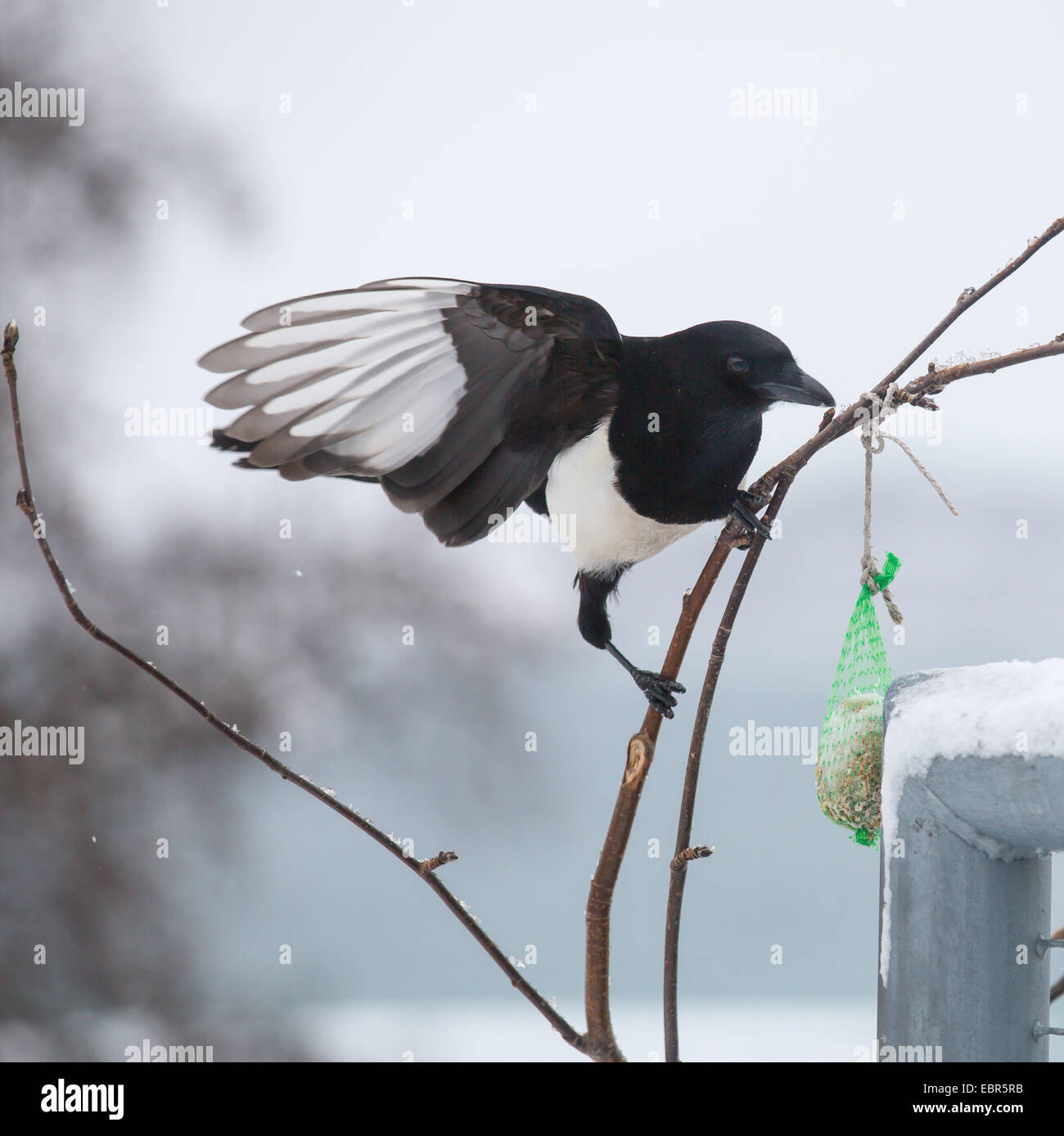 black-billed magpie (Pica pica), magpie at a fatball, Norway, Troms, Tromsoe Stock Photo