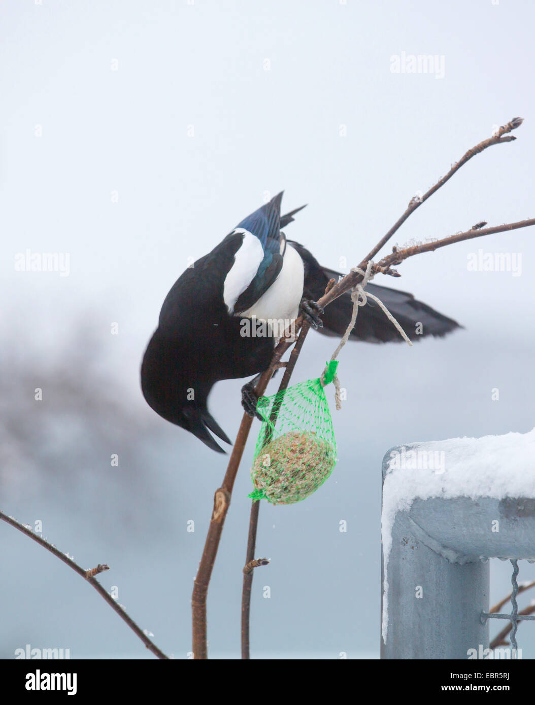 black-billed magpie (Pica pica), magpie at a fatball, Norway, Troms, Tromsoe Stock Photo