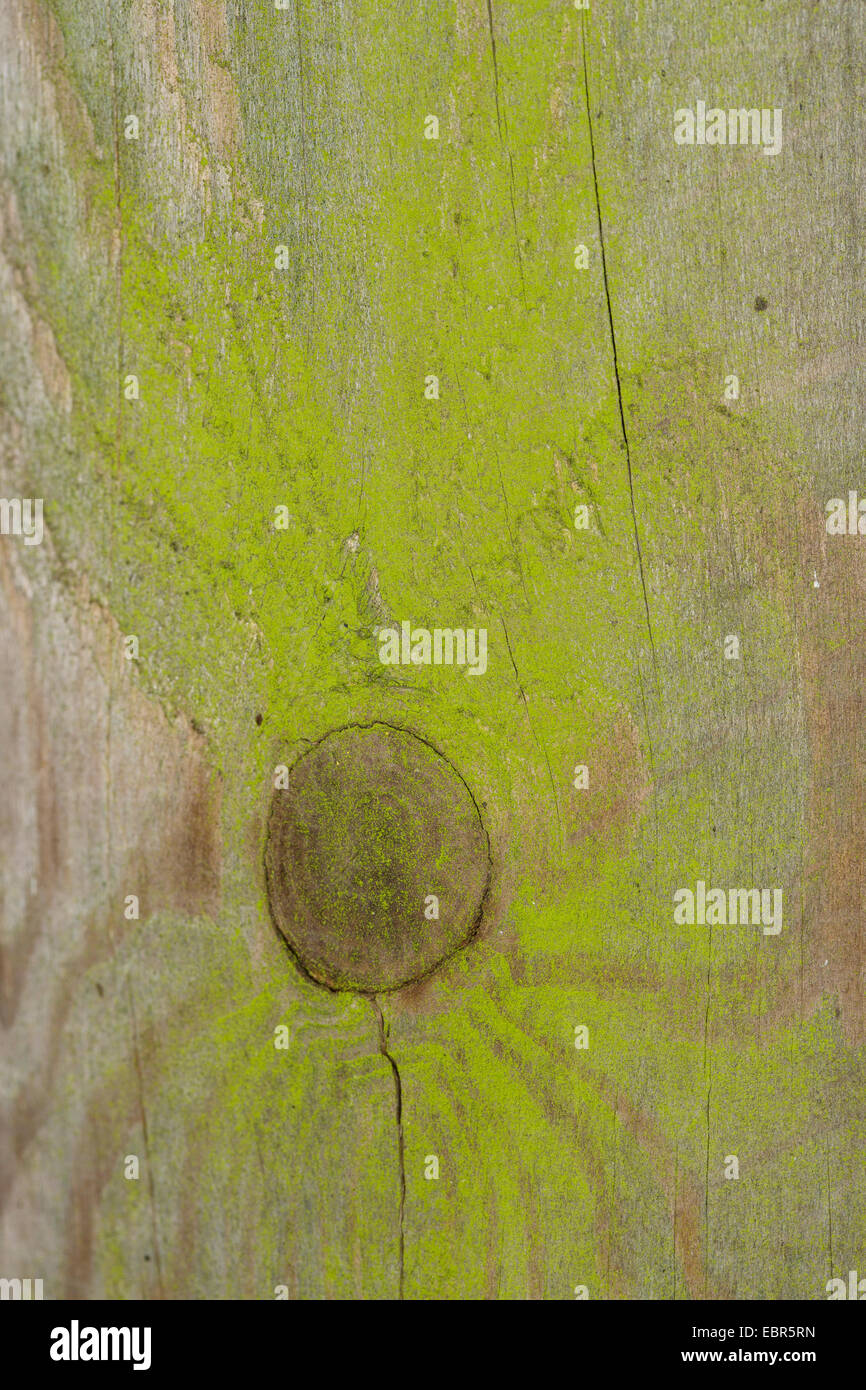 green algae coating on a wooden pile, Germany Stock Photo