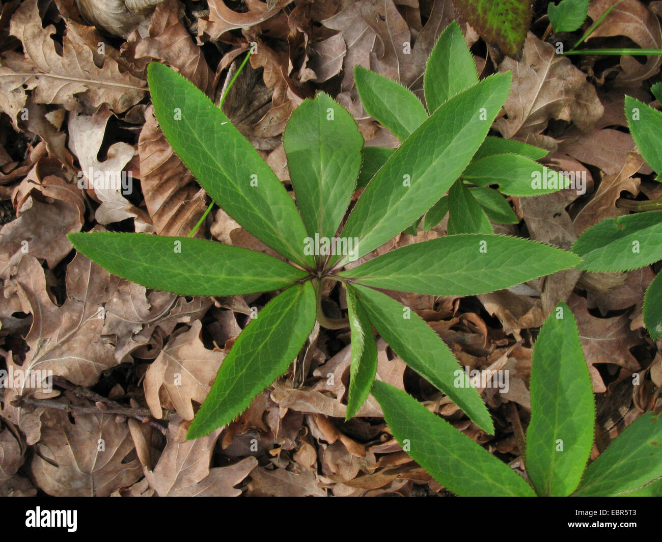 Helleborus Leaf High Resolution Stock Photography And Images Alamy Helleborus Leaf High Resolution Stock Photography And Images Alamy