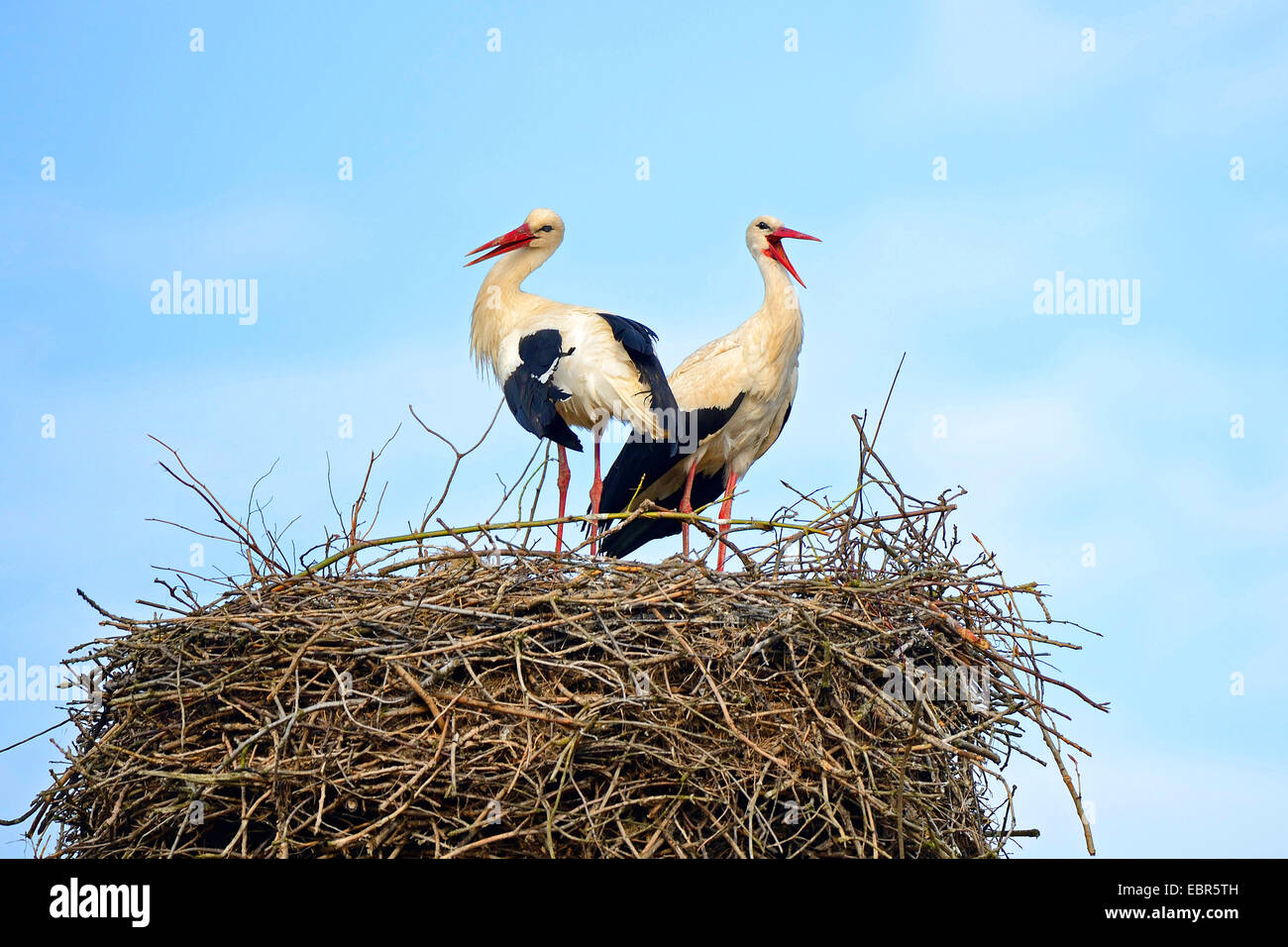 white stork (Ciconia ciconia), pair on the nest, Germany, Brandenburg, Linum Stock Photo