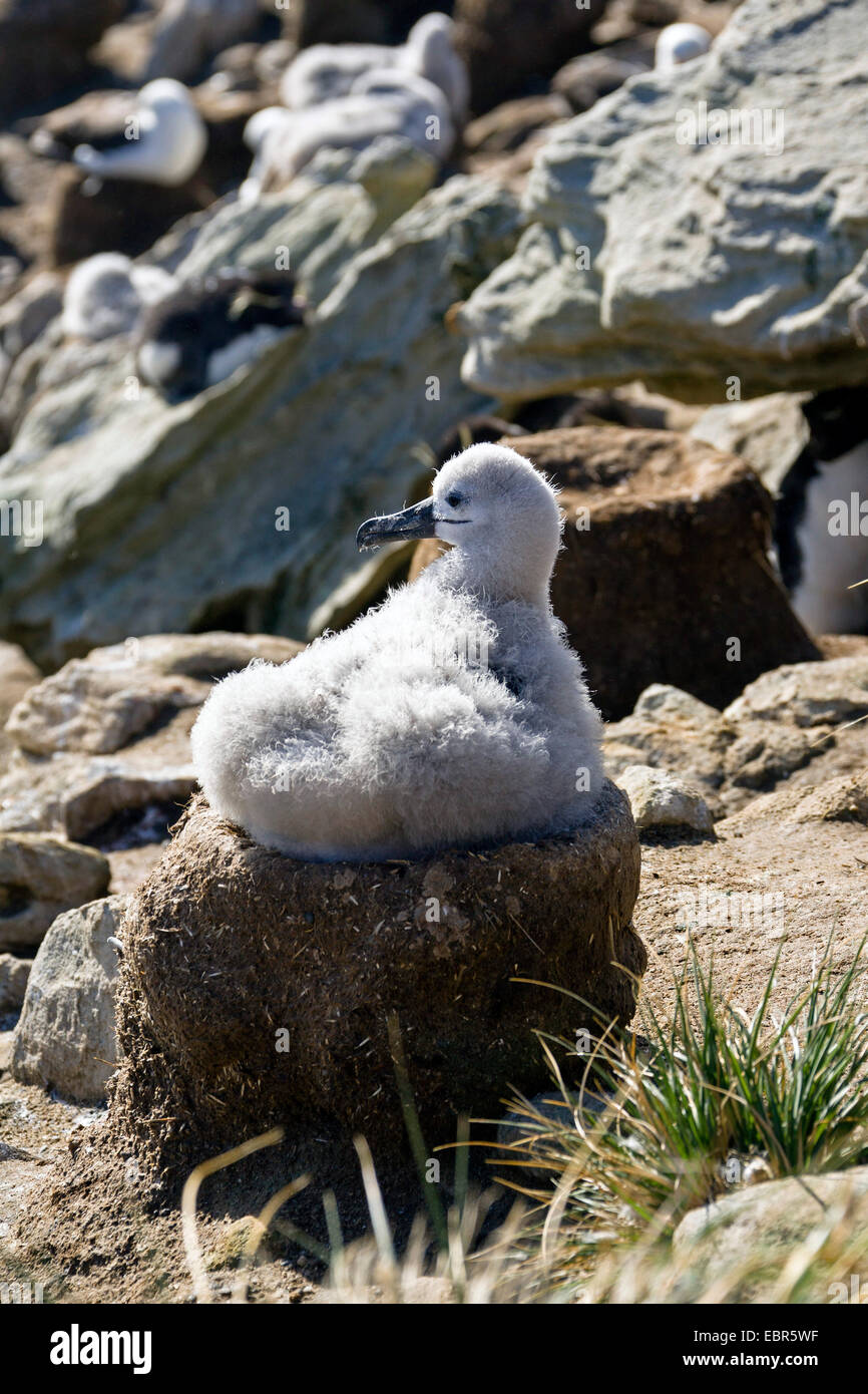Black-browed albatross (Thalassarche melanophrys, Diomedea melanophris), squeaker sitting in the nest, Falkland Islands Stock Photo