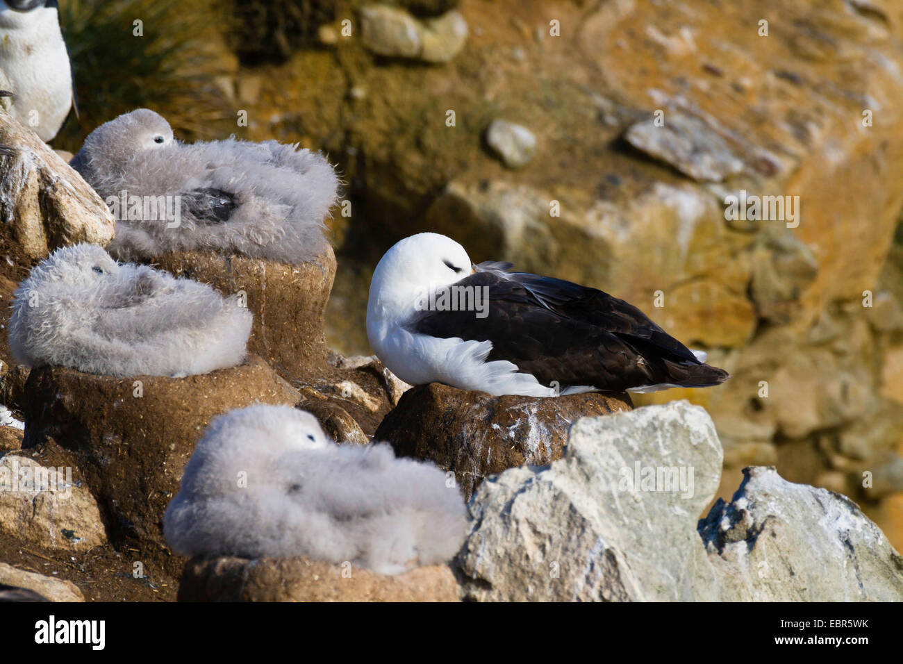 Black-browed albatross (Thalassarche melanophrys, Diomedea melanophris), breeding on a nest in a bird colony with many squeakers and sleeping, Falkland Islands Stock Photo