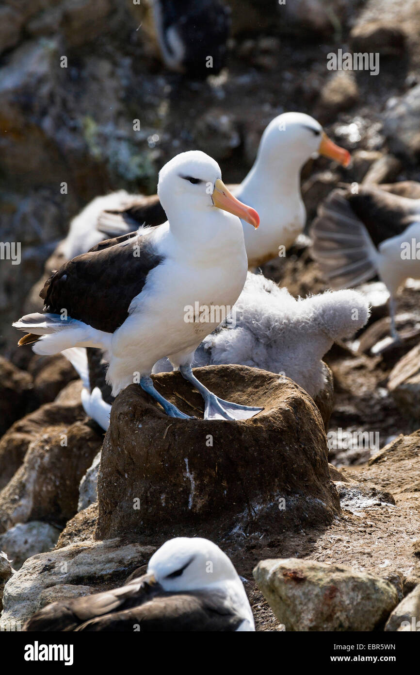 Black-browed albatross (Thalassarche melanophrys, Diomedea melanophris), in a nesting colony with fledglings, Falkland Islands Stock Photo
