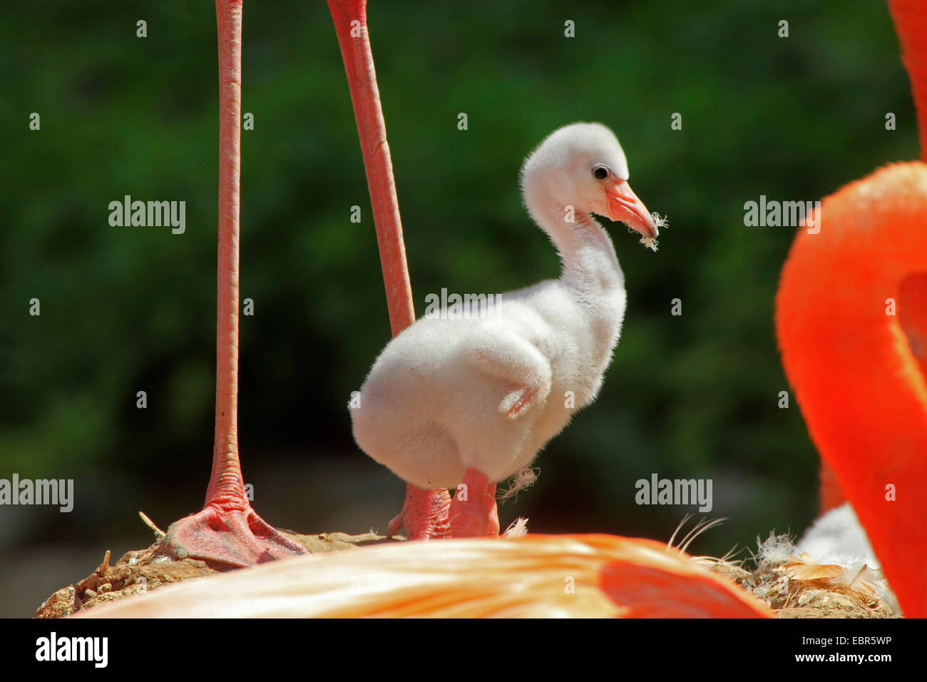 Greater flamingo, American flamingo, Caribbean Flamingo (Phoenicopterus ruber ruber), chick in its nest Stock Photo