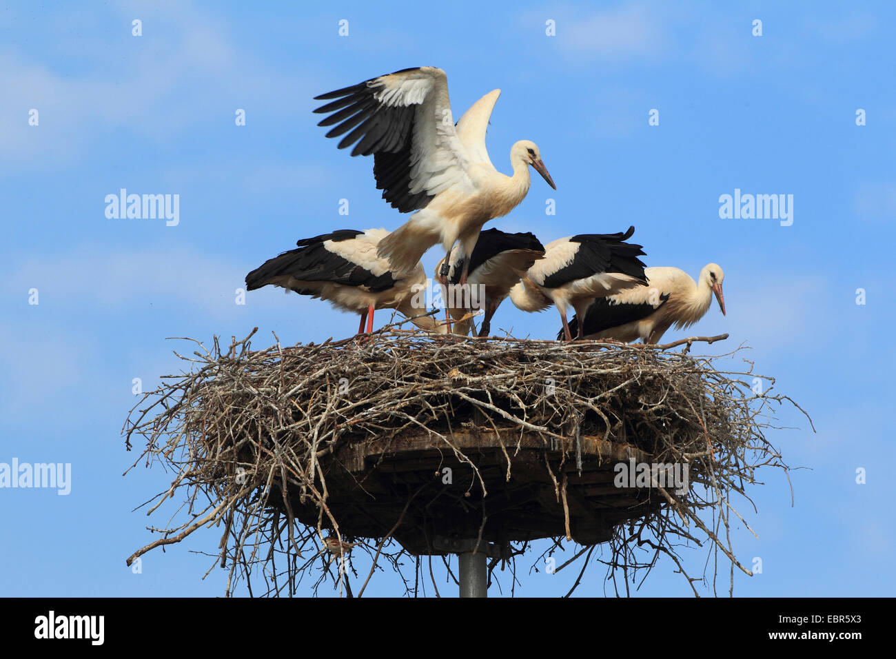 white stork (Ciconia ciconia), four young birds in the nest, Germany Stock Photo