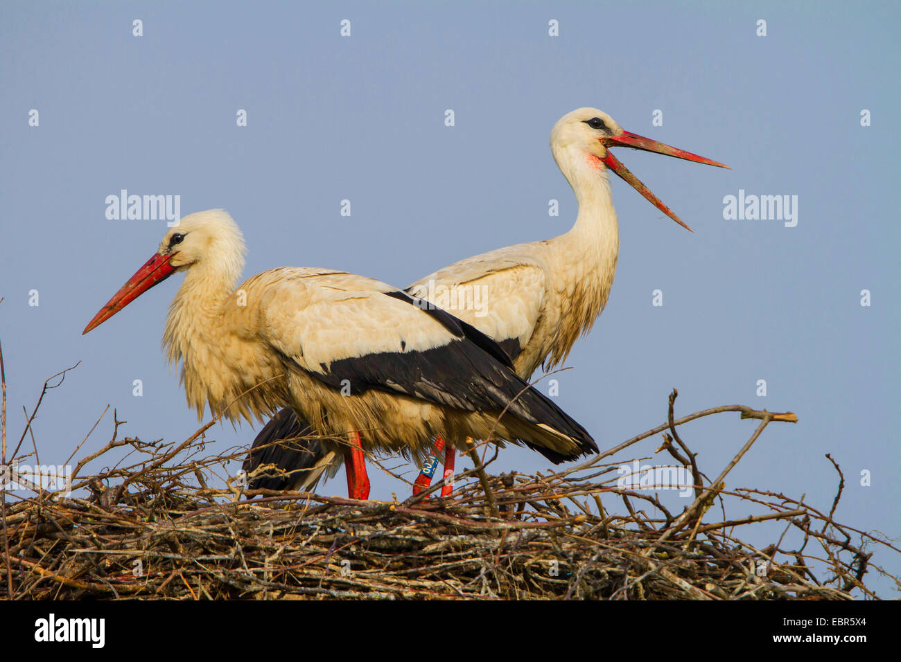 white stork (Ciconia ciconia), pair on the nest, Switzerland, Sankt Gallen, Rheineck Stock Photo