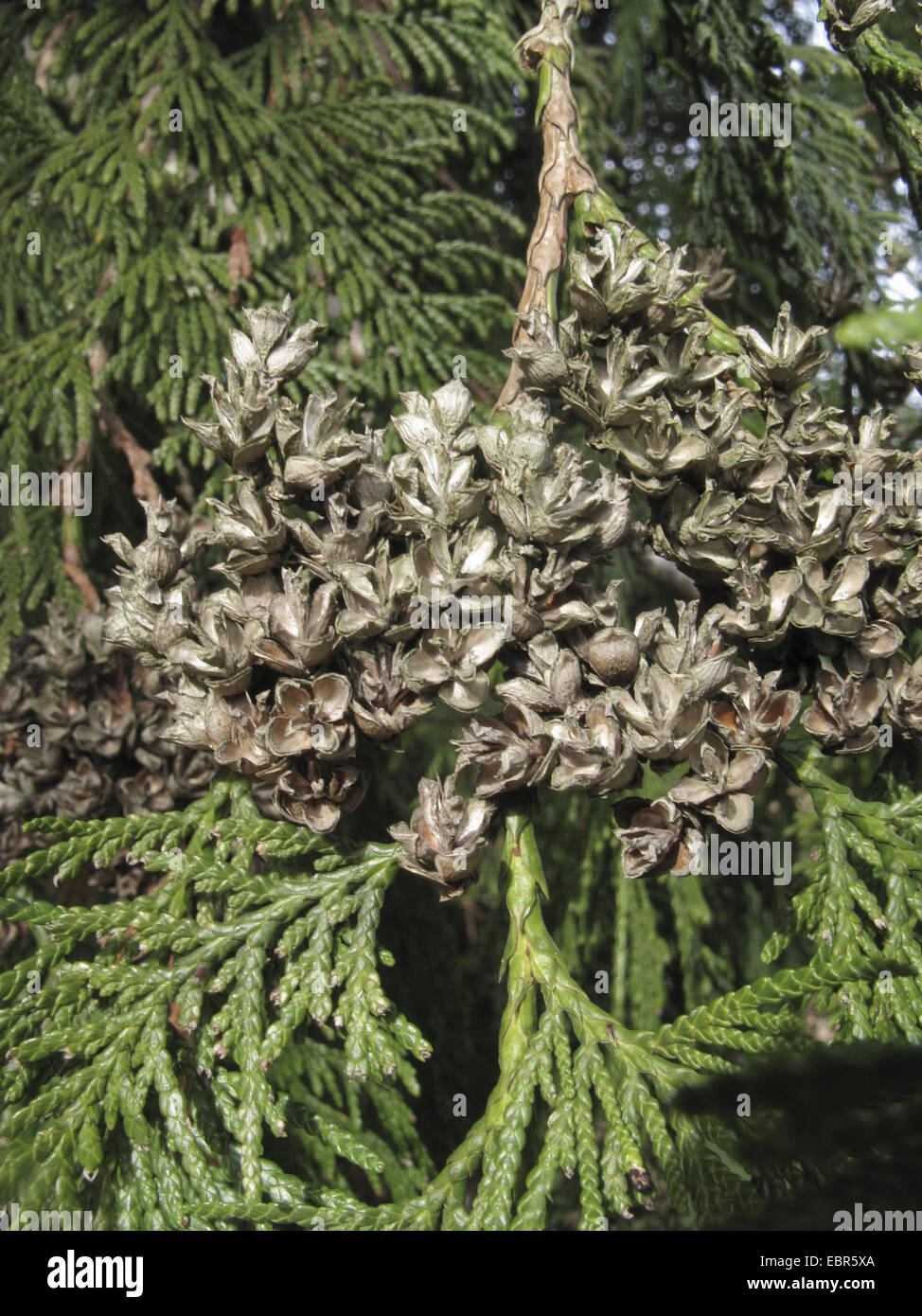 red cedar (Thuja plicata), branch with cones Stock Photo