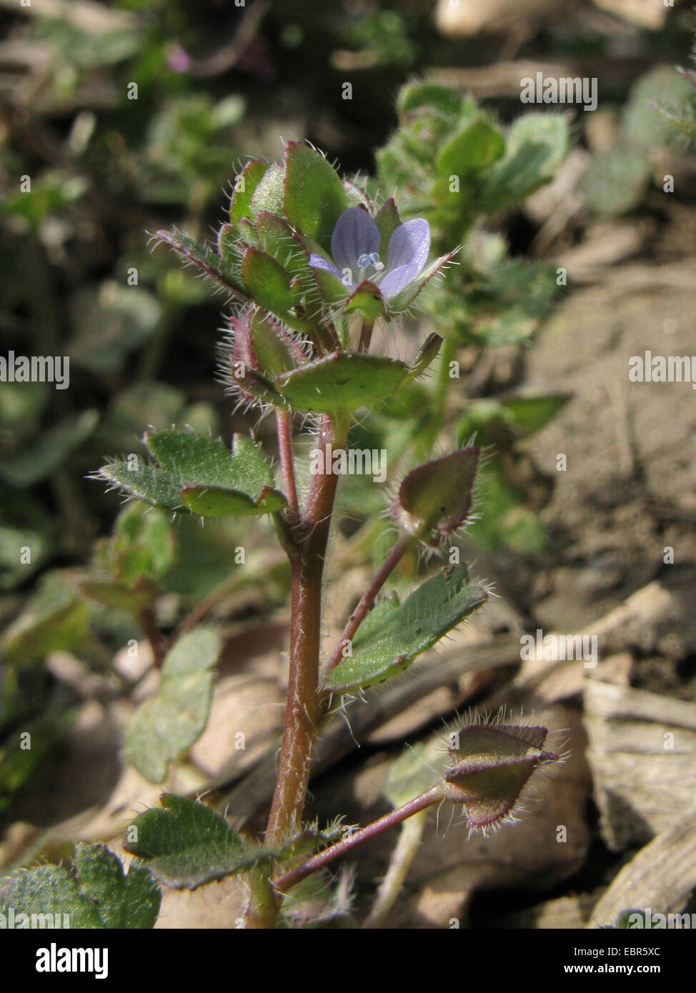 ivy-leaf speedwell (Veronica hederifolia), blooming, Germany, Lower Saxony Stock Photo