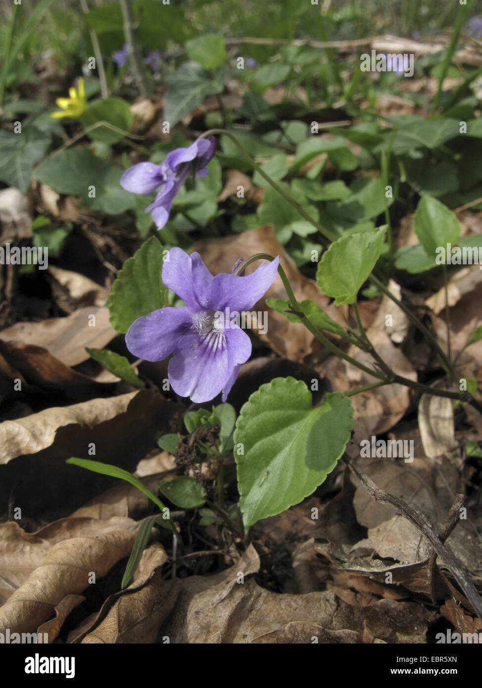 early dog-violet (Viola reichenbachiana), blooming, Germany, Lower Saxony Stock Photo