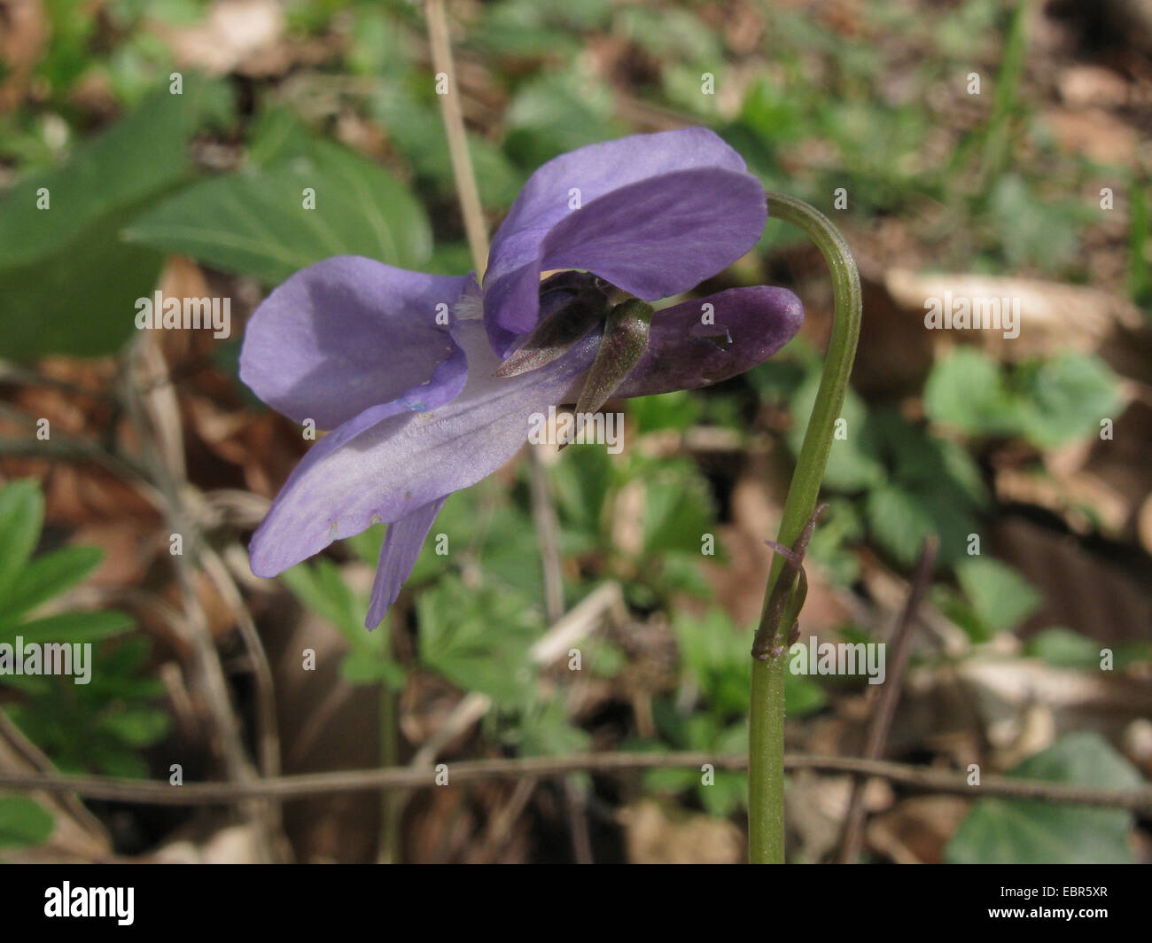 early dog-violet (Viola reichenbachiana), blooming, Germany, Lower Saxony Stock Photo