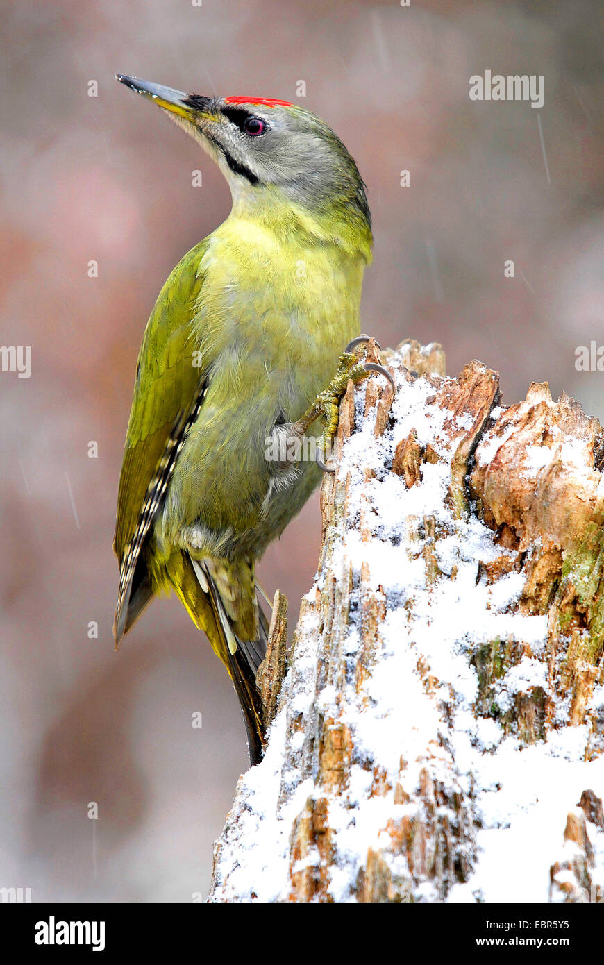 grey-faced woodpecker (Picus canus), sits on a snow covered tree snag, Germany, Hesse Stock Photo