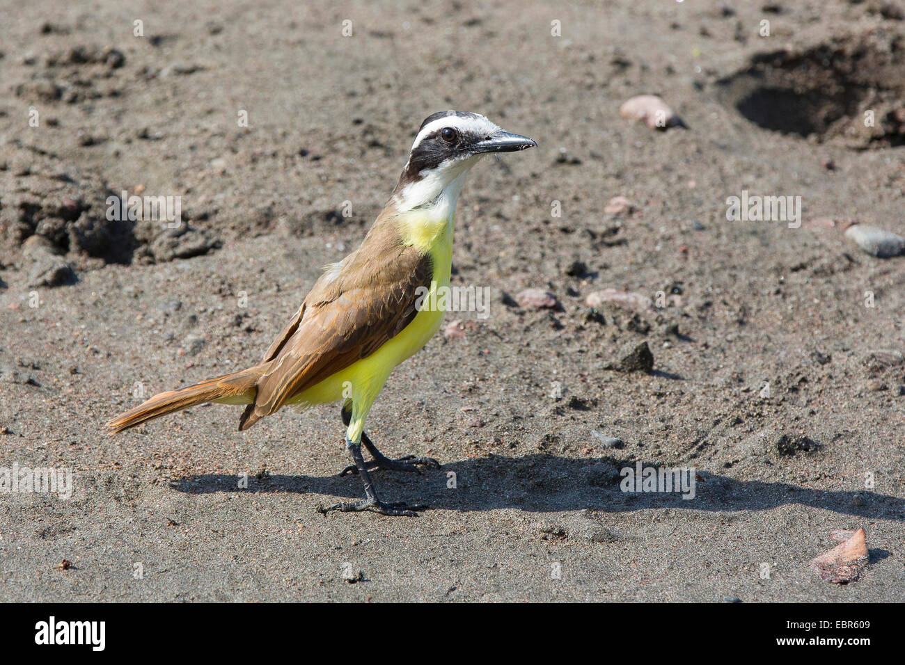 great kiskadee (Pitangus sulphuratus), searching food on the beach, Costa Rica Stock Photo
