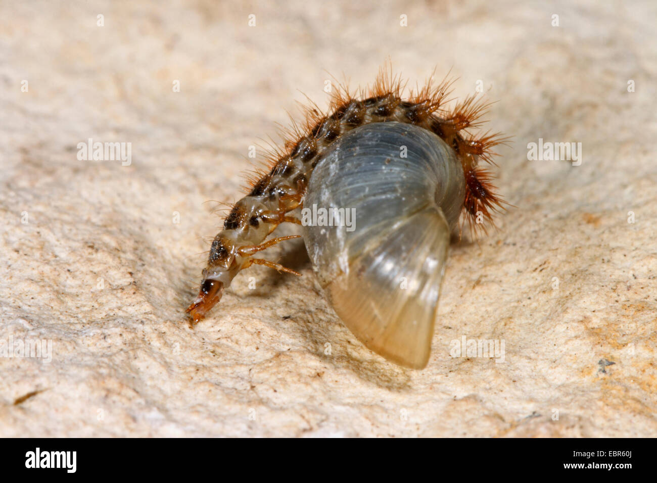 False firefly beetle (Drilus concolor), larva on a snail shell, Germany