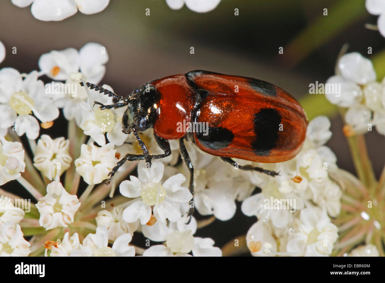 Leaf beetle (Coptocephala rubicunda), on white flowers, Germany Stock Photo