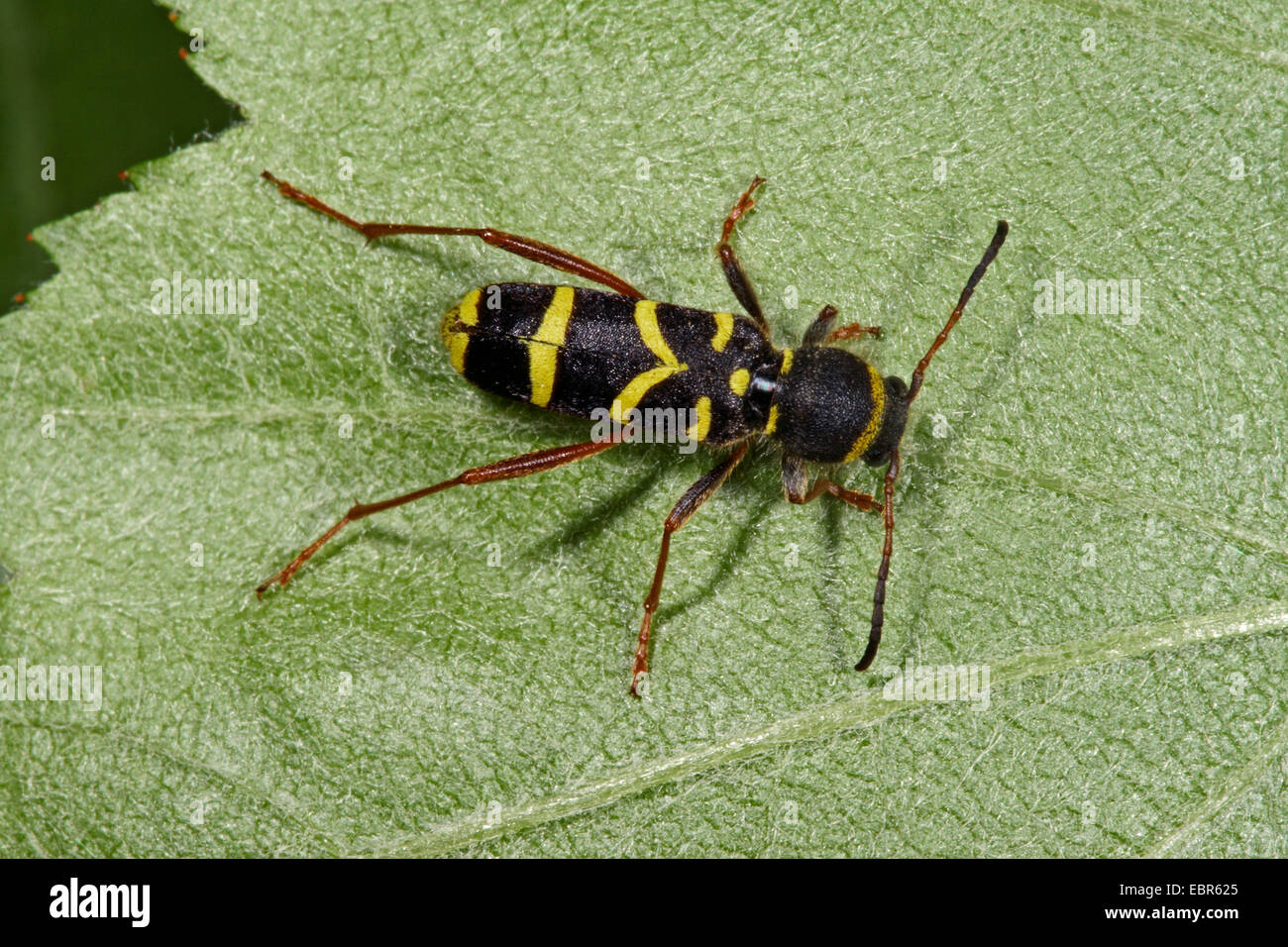 wasp beetle (Clytus arietis), on a leaf, Germany Stock Photo