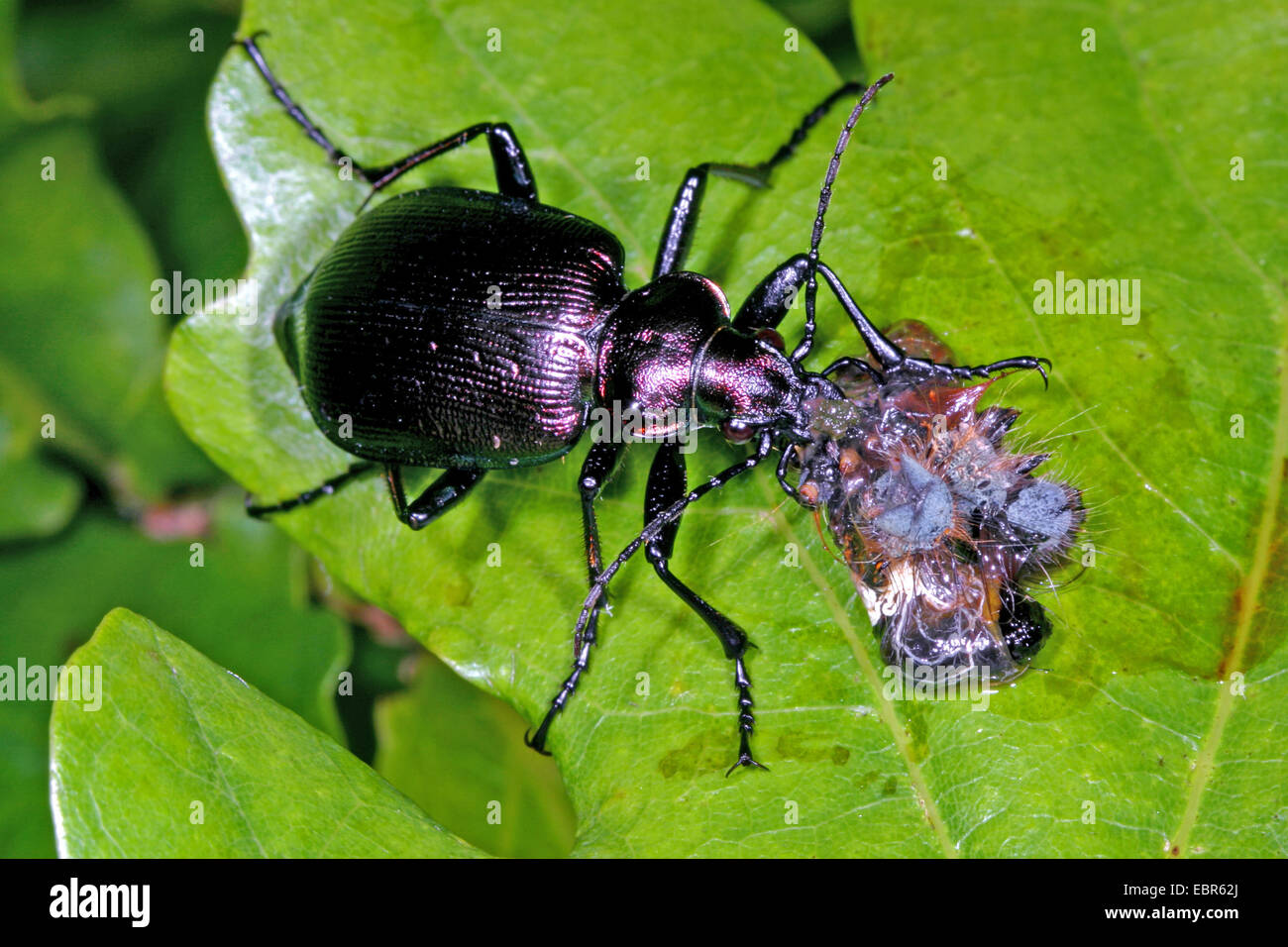 oakwood ground beetle (Calosoma inquisitor), feeds on a caterpillar, Germany Stock Photo