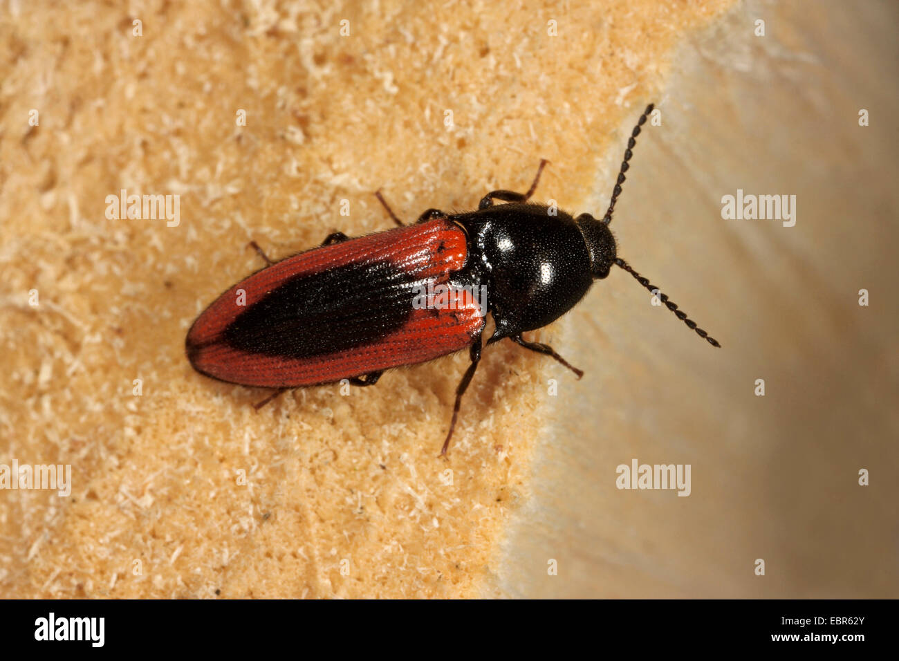 bloodred click beetleclick beetle (Ampedus sanguineus), on wood, Germany Stock Photo