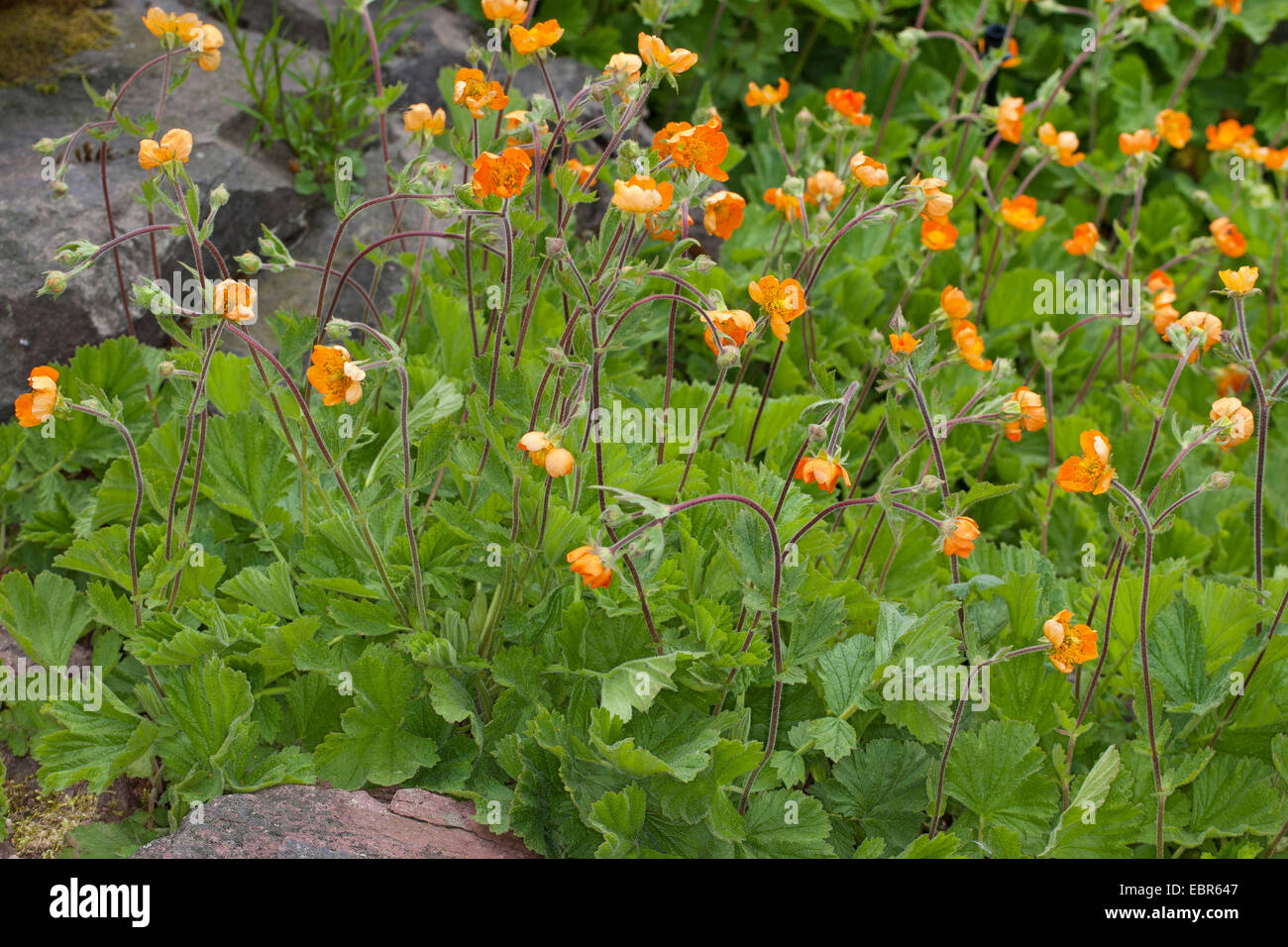 Scarlet Avens, Avens (Geum coccineum), blooming Stock Photo
